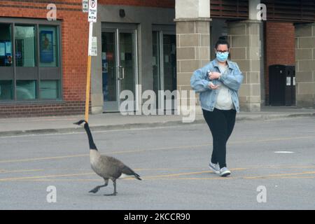 Eine Frau, die eine Gesichtsmaske trägt, um ihn vor dem neuartigen Coronavirus (COVID-19) zu schützen, geht am 15. April 2021 in einem leeren Einkaufszentrum in Markham, Ontario, Kanada, an einer Kanadagans (Branta canadensis) vorbei. Einkaufszentren wurden nur erlaubt, Abholung an der Bordsteinkante anzubieten, da Ontario eine dritte Sperre abgeschlossen hat. (Foto von Creative Touch Imaging Ltd./NurPhoto) Stockfoto