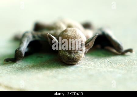 Ein Baby fliegende Füchse (Pteropus vampyrus) in einem Garten in Ajmer, Rajasthan, Indien am 20. April 2021. (Foto von Himanshu Sharma/NurPhoto) Stockfoto