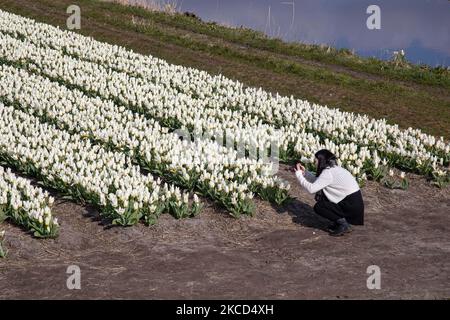 Touristen und lokale Besucher fotografieren die schönen Tulpenfelder. Magische holländische Frühlingszeit mit Menschen auf den Feldern mit den Blumenzwiebeln, die in den bunten Feldern der roten, weißen, orangen, gelben usw. Tulpen blühen, Blaue und violette Hyazinthen sowie gelbe und weiße Daffodil-, Narzissus-Pflanzen. Der Ort ist berühmt und zieht täglich Tausende von Touristen an. Er ist bekannt für den beliebten Keukenhof-Garten mit Millionen von frühlingsblühenden Blumenzwiebeln, einer der größten Blumengärten der Welt, auch als Garten Europas bekannt. Lisse, Niederlande am 19. April 2021 (Foto b Stockfoto