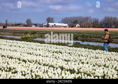 Touristen und lokale Besucher fotografieren die schönen Tulpenfelder. Magische holländische Frühlingszeit mit Menschen auf den Feldern mit den Blumenzwiebeln, die in den bunten Feldern der roten, weißen, orangen, gelben usw. Tulpen blühen, Blaue und violette Hyazinthen sowie gelbe und weiße Daffodil-, Narzissus-Pflanzen. Der Ort ist berühmt und zieht täglich Tausende von Touristen an. Er ist bekannt für den beliebten Keukenhof-Garten mit Millionen von frühlingsblühenden Blumenzwiebeln, einer der größten Blumengärten der Welt, auch als Garten Europas bekannt. Lisse, Niederlande am 19. April 2021 (Foto b Stockfoto