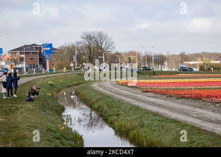 Touristen und lokale Besucher fotografieren die schönen Tulpenfelder. Magische holländische Frühlingszeit mit Menschen auf den Feldern mit den Blumenzwiebeln, die in den bunten Feldern der roten, weißen, orangen, gelben usw. Tulpen blühen, Blaue und violette Hyazinthen sowie gelbe und weiße Daffodil-, Narzissus-Pflanzen. Der Ort ist berühmt und zieht täglich Tausende von Touristen an. Er ist bekannt für den beliebten Keukenhof-Garten mit Millionen von frühlingsblühenden Blumenzwiebeln, einer der größten Blumengärten der Welt, auch als Garten Europas bekannt. Lisse, Niederlande am 19. April 2021 (Foto b Stockfoto