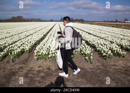 Touristen und lokale Besucher fotografieren die schönen Tulpenfelder. Magische holländische Frühlingszeit mit Menschen auf den Feldern mit den Blumenzwiebeln, die in den bunten Feldern der roten, weißen, orangen, gelben usw. Tulpen blühen, Blaue und violette Hyazinthen sowie gelbe und weiße Daffodil-, Narzissus-Pflanzen. Der Ort ist berühmt und zieht täglich Tausende von Touristen an. Er ist bekannt für den beliebten Keukenhof-Garten mit Millionen von frühlingsblühenden Blumenzwiebeln, einer der größten Blumengärten der Welt, auch als Garten Europas bekannt. Lisse, Niederlande am 19. April 2021 (Foto b Stockfoto