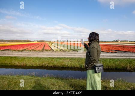 Touristen und lokale Besucher fotografieren die schönen Tulpenfelder. Magische holländische Frühlingszeit mit Menschen auf den Feldern mit den Blumenzwiebeln, die in den bunten Feldern der roten, weißen, orangen, gelben usw. Tulpen blühen, Blaue und violette Hyazinthen sowie gelbe und weiße Daffodil-, Narzissus-Pflanzen. Der Ort ist berühmt und zieht täglich Tausende von Touristen an. Er ist bekannt für den beliebten Keukenhof-Garten mit Millionen von frühlingsblühenden Blumenzwiebeln, einer der größten Blumengärten der Welt, auch als Garten Europas bekannt. Lisse, Niederlande am 19. April 2021 (Foto b Stockfoto