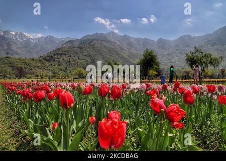 Touristen werden am 24. April 2021 im Indira Gandhi Memorial Tulip Garden in Srinagar gesehen. Der Tourismus in Kaschmir begann zu Beginn des neuen Jahres mit einer vielversprechenden Note. Doch mit der zweiten Welle, die das Land verwüstet hat, hat der Touristenstrom begonnen, zu trocknen.Â Â in den letzten zwei Wochen wurden die meisten Vorbuchungen in Hotels und Hausbooten in Kaschmir storniert, Â Wochenendausflußzeiten in Jammu und Kaschmir von heute Abend 8pm bis Montag 6am, um die Verbreitung von Covid-19 einzudämmen (Foto von Nasir Kachroo/NurPhoto) Stockfoto