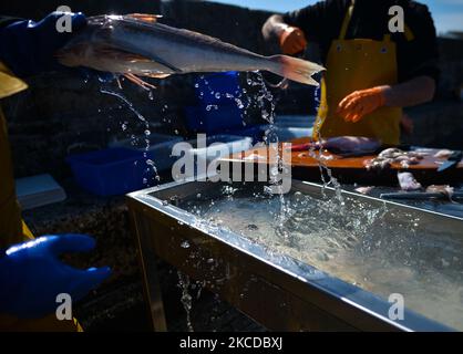 James putzt einen Fisch, bevor er am Samstag auf dem Fischmarkt im Hafen von Bunowen in Aillebrack filetet. Der traditionelle wöchentliche Fischmarkt ist mittlerweile aufgrund der Covid-19-Pandemie und des schlechten Wetters fast zu einem monatlichen Ereignis geworden. Die traditionelle Familienfischerei in der Region ist seit vielen Jahren rückläufig. Aber Pat Conneely und sein Bruder Kevin setzen die Familientradition schon in jungen Jahren fort und bewahren diese wichtige Lebensweise. Am Samstag, den 23. April 2021, im Bunowen Pier, Aillebrack, Ballyconneely, County Galway, Irland. (Foto von Artur Widak/NurPhoto) Stockfoto