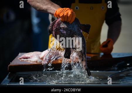 James putzt einen Seeteufel, bevor er auf dem Fischmarkt am Samstag im Hafen von Bunowen in Aillebrack filetet. Der traditionelle wöchentliche Fischmarkt ist mittlerweile aufgrund der Covid-19-Pandemie und des schlechten Wetters fast zu einem monatlichen Ereignis geworden. Die traditionelle Familienfischerei in der Region ist seit vielen Jahren rückläufig. Aber Pat Conneely und sein Bruder Kevin setzen die Familientradition schon in jungen Jahren fort und bewahren diese wichtige Lebensweise. Am Samstag, den 23. April 2021, im Bunowen Pier, Aillebrack, Ballyconneely, County Galway, Irland. (Foto von Artur Widak/NurPhoto) Stockfoto