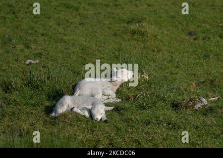 Zwei neugeborene Lämmer sonnen sich auf einem Feld in Aillenacally. Am Samstag, 24. April 2021, in Aillenacally, bei Roundstone, Connemara, County Galway, Irland. (Foto von Artur Widak/NurPhoto) Stockfoto