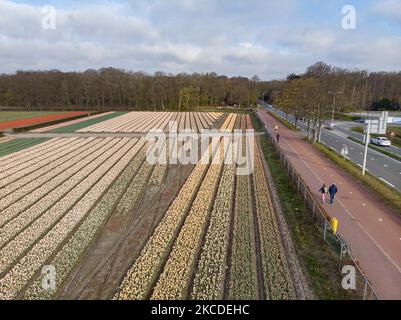 Panorama-Luftaufnahme von einer Drohne der magischen bunten holländischen Tulpenfelder während der Frühjahrssaison mit den Blumenzwiebeln, die in den Farben rot, weiß, orange, gelb und mehr Farben für die Tulpen, blau und lila Hyazinthen, und gelb und weiß Daffodil, Narcissus Pflanzen blühen. Der Ort ist berühmt und zieht täglich Tausende von Touristen an. Er ist bekannt für den beliebten Keukenhof-Garten mit Millionen von frühlingsblühenden Blumenzwiebeln, einer der größten Blumengärten der Welt, auch als Garten Europas bekannt. Lisse, Niederlande am 23. April 2021 (Foto von Nicolas Economou/NurPhoto) Stockfoto