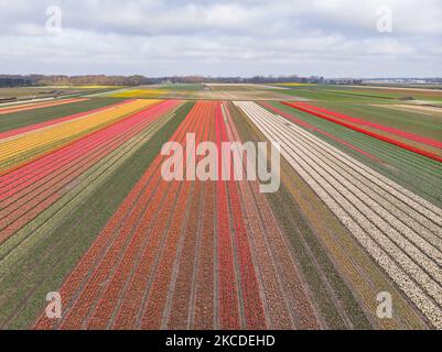 Panorama-Luftaufnahme von einer Drohne der magischen bunten holländischen Tulpenfelder während der Frühjahrssaison mit den Blumenzwiebeln, die in den Farben rot, weiß, orange, gelb und mehr Farben für die Tulpen, blau und lila Hyazinthen, und gelb und weiß Daffodil, Narcissus Pflanzen blühen. Der Ort ist berühmt und zieht täglich Tausende von Touristen an. Er ist bekannt für den beliebten Keukenhof-Garten mit Millionen von frühlingsblühenden Blumenzwiebeln, einer der größten Blumengärten der Welt, auch als Garten Europas bekannt. Lisse, Niederlande am 23. April 2021 (Foto von Nicolas Economou/NurPhoto) Stockfoto