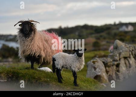 Ein Schaf und ein junges Lamm, das während der COVID-19-Sperre auf einem Feld auf der Insel Inishnee gesehen wurde. Am Dienstag, 27. April 2021, in Roundstone, Connemara, Co. Galway, Irland. (Foto von Artur Widak/NurPhoto) Stockfoto