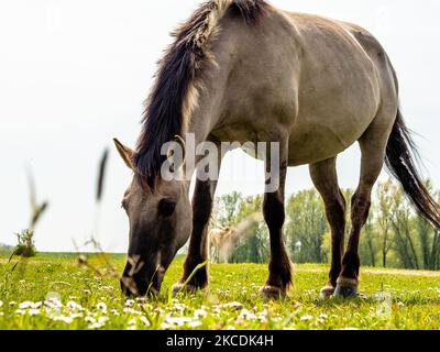 Ein wildes Pferd frisst Gras, während der Frühlingstemperaturen in den Niederlanden, am 28.. April 2021. (Foto von Romy Arroyo Fernandez/NurPhoto) Stockfoto