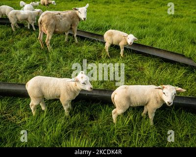 Eine Gruppe von Schafen mit ihren Jungen genießt das gute Wetter, während der Frühlingstemperaturen in den Niederlanden, am 28.. April 2021. (Foto von Romy Arroyo Fernandez/NurPhoto) Stockfoto