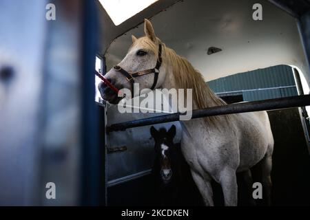 Ein Fohlen mit seiner Mutter 'Eimear' in einem Pferdeanhänger in Gurteen, bereit, während der COVID-19-Sperre anderswo transportiert zu werden. Am Donnerstag, 29. April 2021, in Gurteen, Roundstone, Connemara, County Galway, Irland. (Foto von Artur Widak/NurPhoto) Stockfoto