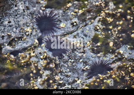 Felsenbohrer Seeigel (Burrowing Sea Seeigel) im Südpazifik auf der Osterinsel, Chile. (Foto von Creative Touch Imaging Ltd./NurPhoto) Stockfoto