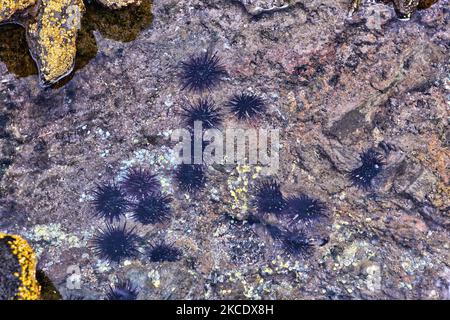 Felsenbohrer Seeigel (Burrowing Sea Seeigel) im Südpazifik auf der Osterinsel, Chile. (Foto von Creative Touch Imaging Ltd./NurPhoto) Stockfoto