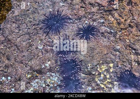 Felsenbohrer Seeigel (Burrowing Sea Seeigel) im Südpazifik auf der Osterinsel, Chile. (Foto von Creative Touch Imaging Ltd./NurPhoto) Stockfoto