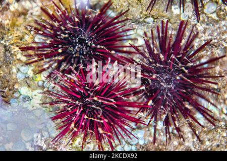 Felsenbohrer Seeigel (Burrowing Sea Seeigel) im Südpazifik auf der Osterinsel, Chile. (Foto von Creative Touch Imaging Ltd./NurPhoto) Stockfoto