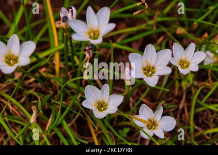 Blumen wachsen auf der Osterinsel, Chile. (Foto von Creative Touch Imaging Ltd./NurPhoto) Stockfoto