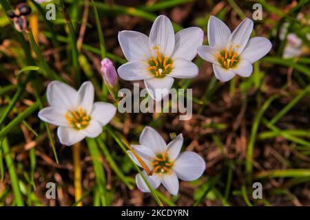 Blumen wachsen auf der Osterinsel, Chile. (Foto von Creative Touch Imaging Ltd./NurPhoto) Stockfoto