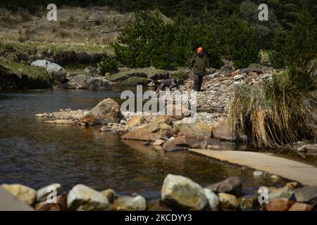 Pater Krzysztof Sikora geht mit seinem Hund 'Rambo' in der Nähe des Stadtteils Barnanoraun entlang des Owenglin River. Die Gemeinde Roundstone gilt geografisch als die größte Gemeinde Irlands und erstreckt sich von den Stränden von Gurteen bis zu den zwölf Bens und dem Mám Tuirc-Gebirge. Bis zum 1990s wurde die Pfarrei von drei Priestern gedient, jetzt gibt es nur noch einen, der fünf Kirchen betreut. Der derzeitige Pfarrer, ein gebürtiger polnischer Pater Krzysztof Sikora, ist Mitglied der Ordensgemeinschaft der Missionare des Göttlichen Wortes. Nach Jahren als Missionar auf den Philippinen, in Deutschland und Polen ließ er sich in Irland nieder Stockfoto