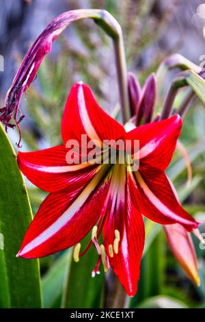 Rot-weiß gestreifte Lilienblume wächst in der kleinen Stadt Hanga Roa auf der Osterinsel, Chile. (Foto von Creative Touch Imaging Ltd./NurPhoto) Stockfoto