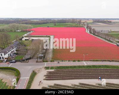 Luftpanorama von einer Drohne der ikonischen magischen holländischen Tulpenfelder während der Frühjahrssaison, blühende Natur mit Blumenzwiebeln, die in den bunten Feldern der roten, weißen, orangen, gelben, lila etc Tulpenpflanzen blühen. Der Ort ist berühmt, zieht täglich Tausende von Touristen an und ist ein bedeutendes Touristendenkmal in der Nähe von Amsterdam. Er ist bekannt für den beliebten Keukenhof-Garten mit Millionen von frühlingsblühenden Blumenzwiebeln, einer der größten Blumengärten der Welt, auch als Garten Europas bekannt. Lisse, Niederlande am 4. Mai 2021 (Foto von Nicolas Economou/NurPhoto) Stockfoto