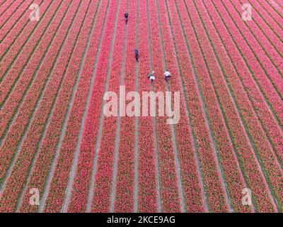 Luftpanorama von einer Drohne der ikonischen magischen holländischen Tulpenfelder während der Frühjahrssaison, blühende Natur mit Blumenzwiebeln, die in den bunten Feldern der roten, weißen, orangen, gelben, lila etc Tulpenpflanzen blühen. Der Ort ist berühmt, zieht täglich Tausende von Touristen an und ist ein bedeutendes Touristendenkmal in der Nähe von Amsterdam. Er ist bekannt für den beliebten Keukenhof-Garten mit Millionen von frühlingsblühenden Blumenzwiebeln, einer der größten Blumengärten der Welt, auch als Garten Europas bekannt. Lisse, Niederlande am 4. Mai 2021 (Foto von Nicolas Economou/NurPhoto) Stockfoto