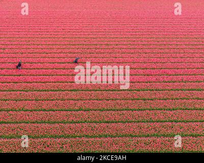Luftpanorama von einer Drohne der ikonischen magischen holländischen Tulpenfelder während der Frühjahrssaison, blühende Natur mit Blumenzwiebeln, die in den bunten Feldern der roten, weißen, orangen, gelben, lila etc Tulpenpflanzen blühen. Der Ort ist berühmt, zieht täglich Tausende von Touristen an und ist ein bedeutendes Touristendenkmal in der Nähe von Amsterdam. Er ist bekannt für den beliebten Keukenhof-Garten mit Millionen von frühlingsblühenden Blumenzwiebeln, einer der größten Blumengärten der Welt, auch als Garten Europas bekannt. Lisse, Niederlande am 4. Mai 2021 (Foto von Nicolas Economou/NurPhoto) Stockfoto