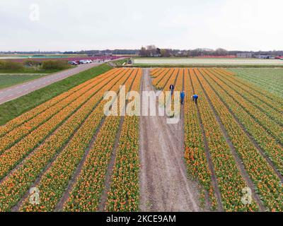 Luftpanorama von einer Drohne der ikonischen magischen holländischen Tulpenfelder während der Frühjahrssaison, blühende Natur mit Blumenzwiebeln, die in den bunten Feldern der roten, weißen, orangen, gelben, lila etc Tulpenpflanzen blühen. Der Ort ist berühmt, zieht täglich Tausende von Touristen an und ist ein bedeutendes Touristendenkmal in der Nähe von Amsterdam. Er ist bekannt für den beliebten Keukenhof-Garten mit Millionen von frühlingsblühenden Blumenzwiebeln, einer der größten Blumengärten der Welt, auch als Garten Europas bekannt. Lisse, Niederlande am 4. Mai 2021 (Foto von Nicolas Economou/NurPhoto) Stockfoto