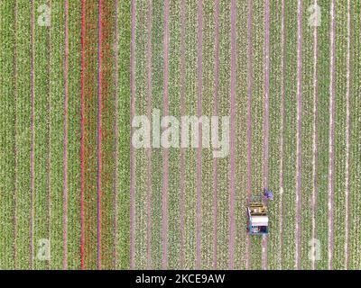Luftpanorama von einer Drohne der ikonischen magischen holländischen Tulpenfelder während der Frühjahrssaison, blühende Natur mit Blumenzwiebeln, die in den bunten Feldern der roten, weißen, orangen, gelben, lila etc Tulpenpflanzen blühen. Der Ort ist berühmt, zieht täglich Tausende von Touristen an und ist ein bedeutendes Touristendenkmal in der Nähe von Amsterdam. Er ist bekannt für den beliebten Keukenhof-Garten mit Millionen von frühlingsblühenden Blumenzwiebeln, einer der größten Blumengärten der Welt, auch als Garten Europas bekannt. Lisse, Niederlande am 4. Mai 2021 (Foto von Nicolas Economou/NurPhoto) Stockfoto