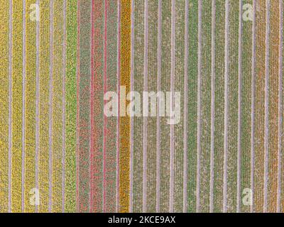 Luftpanorama von einer Drohne der ikonischen magischen holländischen Tulpenfelder während der Frühjahrssaison, blühende Natur mit Blumenzwiebeln, die in den bunten Feldern der roten, weißen, orangen, gelben, lila etc Tulpenpflanzen blühen. Der Ort ist berühmt, zieht täglich Tausende von Touristen an und ist ein bedeutendes Touristendenkmal in der Nähe von Amsterdam. Er ist bekannt für den beliebten Keukenhof-Garten mit Millionen von frühlingsblühenden Blumenzwiebeln, einer der größten Blumengärten der Welt, auch als Garten Europas bekannt. Lisse, Niederlande am 4. Mai 2021 (Foto von Nicolas Economou/NurPhoto) Stockfoto