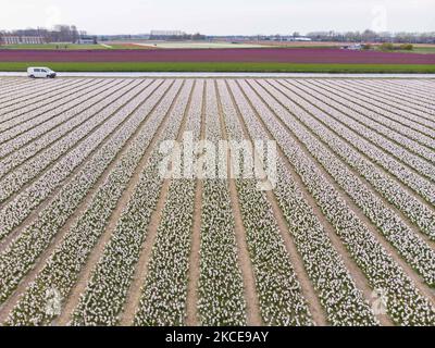 Luftpanorama von einer Drohne der ikonischen magischen holländischen Tulpenfelder während der Frühjahrssaison, blühende Natur mit Blumenzwiebeln, die in den bunten Feldern der roten, weißen, orangen, gelben, lila etc Tulpenpflanzen blühen. Der Ort ist berühmt, zieht täglich Tausende von Touristen an und ist ein bedeutendes Touristendenkmal in der Nähe von Amsterdam. Er ist bekannt für den beliebten Keukenhof-Garten mit Millionen von frühlingsblühenden Blumenzwiebeln, einer der größten Blumengärten der Welt, auch als Garten Europas bekannt. Lisse, Niederlande am 4. Mai 2021 (Foto von Nicolas Economou/NurPhoto) Stockfoto
