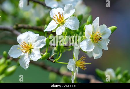 Weiße Aprikosenblüten blühende Äste duftende Blütenblätter, die den Frühling signalisieren, ist die symbolische Blume für Glück im Jahr 2022 Stockfoto
