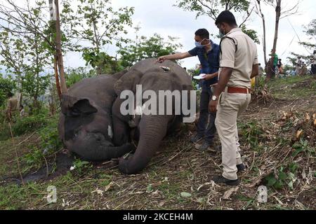 Ein Tierarztteam untersucht die Kadaver von Elefanten an dem Ort, an dem vermutlich 18 Elefanten am 14. Mai 2021 bei Blitzeinschlägen in Bamuni Hills im Nagaon-Distrikt von Assam, Indien, ums Leben gekommen sind. (Foto von Anuwar Hazarika/NurPhoto) Stockfoto