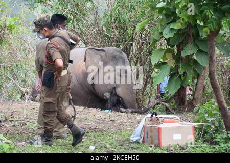 Forstbeamte stehen in der Nähe der Kadaver von Elefanten an dem Ort, an dem vermutlich 18 Elefanten am 14. Mai 2021 bei Blitzeinschlägen in Bamuni Hills im Nagaon-Distrikt von Assam, Indien, ums Leben gekommen sind. (Foto von Anuwar Hazarika/NurPhoto) Stockfoto