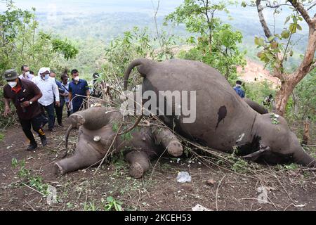 Kadaver von Elefanten an der Stelle, an der vermutlich achtzehn Elefanten am 14. Mai 2021 bei Blitzeinschlägen in Bamuni Hills im Nagaon-Distrikt von Assam, Indien, ums Leben gekommen sind. (Foto von Anuwar Hazarika/NurPhoto) Stockfoto