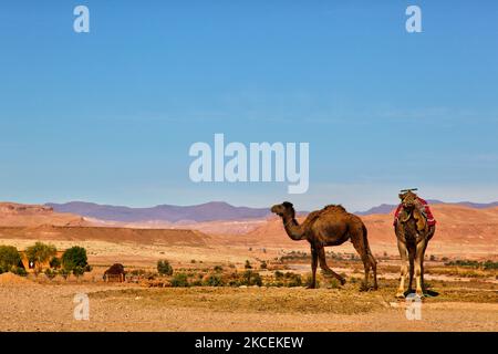 Kamele in der Sahara tief im Hohen Atlas in Marokko, Afrika. (Foto von Creative Touch Imaging Ltd./NurPhoto) Stockfoto