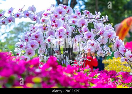 Phalaenopsis Orchideen Blumen blühen im Frühjahr Mond Neujahr 2022 schmücken die Schönheit der Natur, eine seltene wilde Orchidee in tropischen Gärten geschmückt Stockfoto