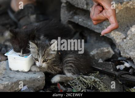 Eine der Katzen von Ahmed Mosabeh, einem 28-jährigen Palästinenser mit besonderen Bedürfnissen, wird in einer Seitenstraße in Gaza-Stadt abgebildet, nachdem er am 18. Mai 2021 aufgrund israelischer Luftangriffe auf den Gazastreifen mit seinen Kätzchen in ein sichereres Gebiet geflohen war. - Israel startete am 10. Mai seine Luftkampagne über den Gazastreifen, der von der palästinensischen Hamas-Gruppe kontrolliert wurde, nachdem die Herrscher der Enklave als Reaktion auf die Unruhen im von Israel annektierten Ostjerusalem eine Raketenabwehr abgefeuert hatten. (Foto von Majdi Fathi/NurPhoto) Stockfoto