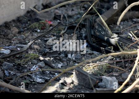 Eine der Katzen von Ahmed Mosabeh, einem 28-jährigen Palästinenser mit besonderen Bedürfnissen, wird in einer Seitenstraße in Gaza-Stadt abgebildet, nachdem er am 18. Mai 2021 aufgrund israelischer Luftangriffe auf den Gazastreifen mit seinen Kätzchen in ein sichereres Gebiet geflohen war. - Israel startete am 10. Mai seine Luftkampagne über den Gazastreifen, der von der palästinensischen Hamas-Gruppe kontrolliert wurde, nachdem die Herrscher der Enklave als Reaktion auf die Unruhen im von Israel annektierten Ostjerusalem eine Raketenabwehr abgefeuert hatten. (Foto von Majdi Fathi/NurPhoto) Stockfoto