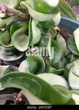Hindu-Hoya-Seilpflanze (Hoya carnosa compactaplants) in einem Gewächshaus wenige Tage vor dem langen Wochenende des Victoria Day in Toronto, Ontario, Kanada am 20. Mai 2021. (Foto von Creative Touch Imaging Ltd./NurPhoto) Stockfoto