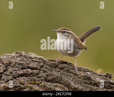 Bewick's Wren (Thryomanes bewickii) Sacramento County California USA Stockfoto