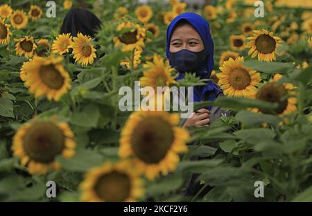 Ein Besucher posiert für Fotos im Bogor Sky Garden in Bogor, Indonesien am 22. Mai 2021. Im Sonnenblumengarten auf dem Dach das Einkaufszentrum Gebäude als alternativer Tourist, wo Menschen, die ihre Wochenendurlaub während der COVID-19 Pandemie verbringen wollen. (Foto von Adriana Adie/NurPhoto) Stockfoto