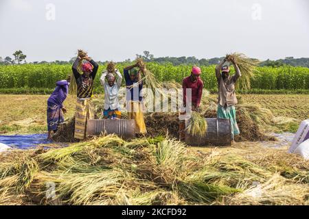 Bauern, die am 30. Mai 2021 in einem Reisfeld am Stadtrand von Dhaka Maiskolben gegen Eisentrommeln droschen, droschen traditionell Reis. (Foto von Ahmed Salahuddin/NurPhoto) Stockfoto