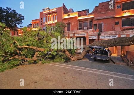 Fahrzeuge, die nach einem schweren Sturm auf Kishanpole Bazar in Jaipur, Rajasthan, Indien, unter einem entwurzelten Baum beschädigt wurden, Sonntag, 30. Mai, 2021. (Foto von Vishal Bhatnagar/NurPhoto) Stockfoto