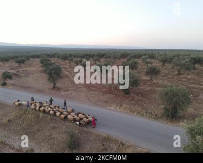 Am 4. Juni 2021 hüten Kinder Schafe in der Nähe von Flüchtlingslagern im Dorf Deir Ballut, nördlich von Aleppo, nahe der syrisch-türkischen Grenze. (Foto von Rami Alsayed/NurPhoto) Stockfoto