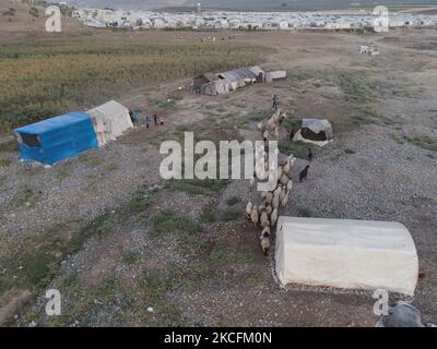 Am 4. Juni 2021 hüten Kinder Schafe in der Nähe von Flüchtlingslagern im Dorf Deir Ballut, nördlich von Aleppo, nahe der syrisch-türkischen Grenze. (Foto von Rami Alsayed/NurPhoto) Stockfoto