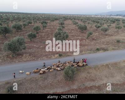 Am 4. Juni 2021 hüten Kinder Schafe in der Nähe von Flüchtlingslagern im Dorf Deir Ballut, nördlich von Aleppo, nahe der syrisch-türkischen Grenze. (Foto von Rami Alsayed/NurPhoto) Stockfoto