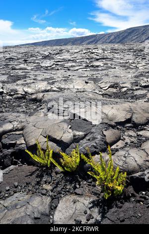 Die malerischen dampfenden Krater und Lavaströme rund um den Aussichtspunkt Mauna Ulu, den Hawaiʻi Volcanoes National Park auf Big Island HI Stockfoto