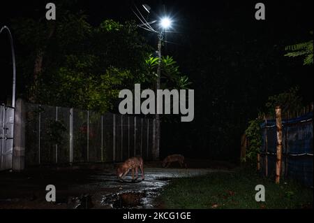 Eine Gruppe der wilden Goldschakale (Canis aureus) ist am 12/06/2021 aus den überfluteten Höhlen in der Nacht durch Regen und Fressen von Termiteninsekten unter dem Lampenpfosten am Straßenrand in Tehatta, Westbengalen, Indien, gekommen. Der Goldschakal ist die einzige Schakalart auf dem indischen Subkontinent, sie sind klein als die Wölfe und Wildhunde ihrer nahen Verwandten. (Foto von Soumyabrata Roy/NurPhoto) Stockfoto